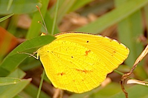 Sleepy Orange Butterfly